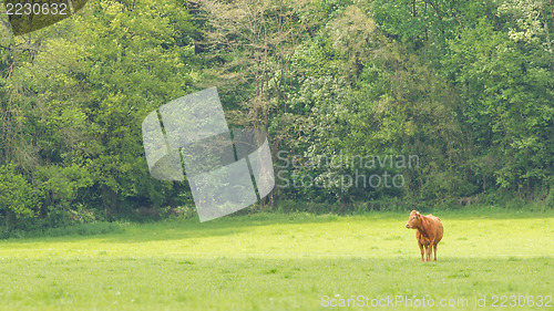 Image of Red Angus steer in a field 