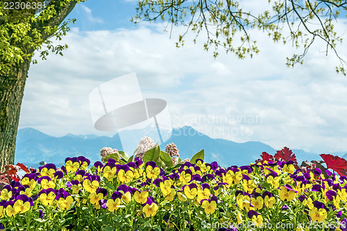 Image of Pansies Chiemsee Alps