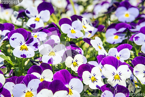 Image of Pansy flowers