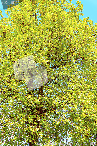 Image of Chestnut tree in spring