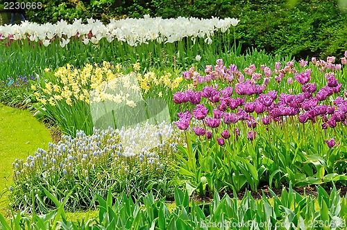 Image of Tulips on field in spring time