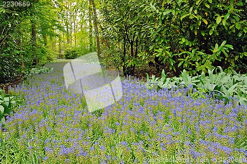 Image of field of purple flowers