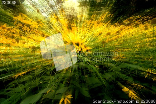 Image of daisy flowers