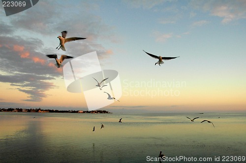 Image of seagulls over ocean