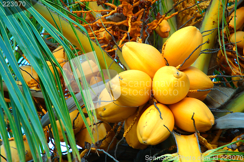 Image of group of coconuts