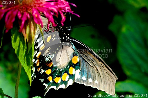 Image of full view of butterfly