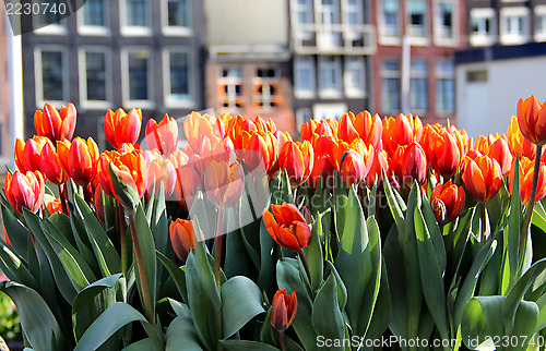 Image of Amsterdam in tulips