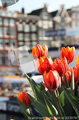 Image of Amsterdam in tulips