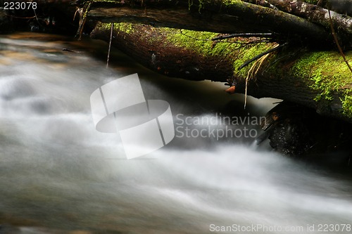 Image of Stream and Fallen Log