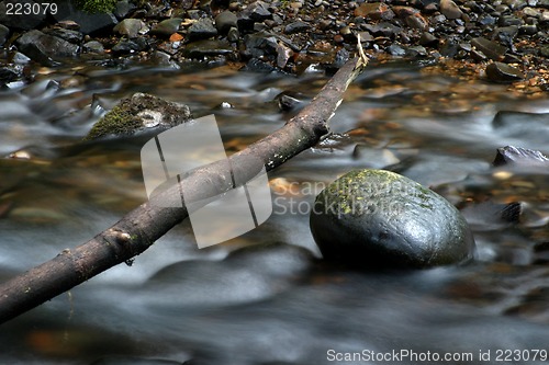 Image of Stream, Branch, and Rock