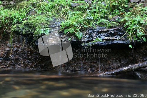 Image of The Bank of Fishhawk Creek