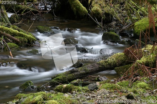 Image of Stream with Mossy Rocks and Logs