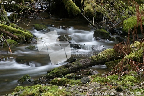 Image of Stream with Mossy Rocks and Logs