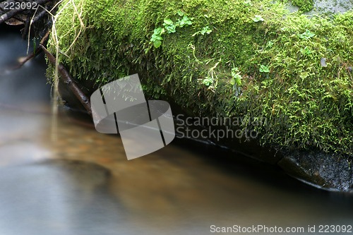 Image of Stream and Mossy Rock