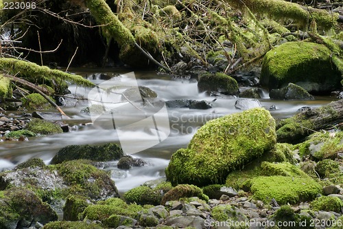 Image of Stream and Mossy Rocks