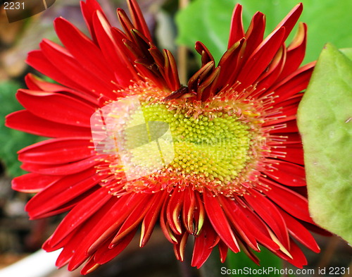 Image of Weird flower