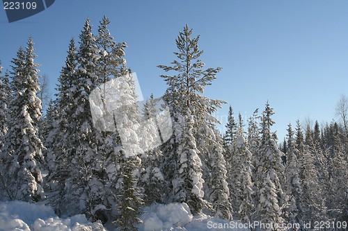 Image of Winter forest