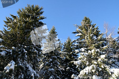 Image of Snowy treetops