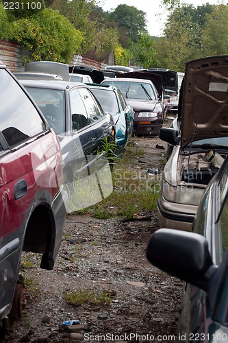 Image of Cars in the Junk Yard