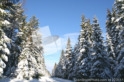 Image of Winter forest