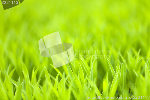 Image of Green Grass Background