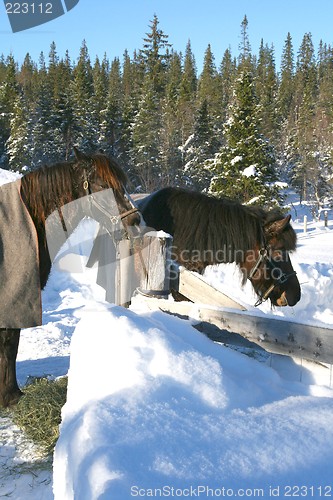 Image of Horses in snow