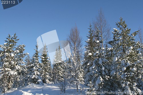 Image of Winter forest