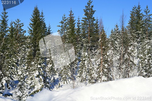 Image of Winter forest