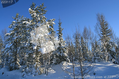 Image of Winter forest