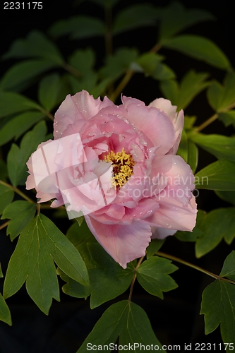 Image of pink peony