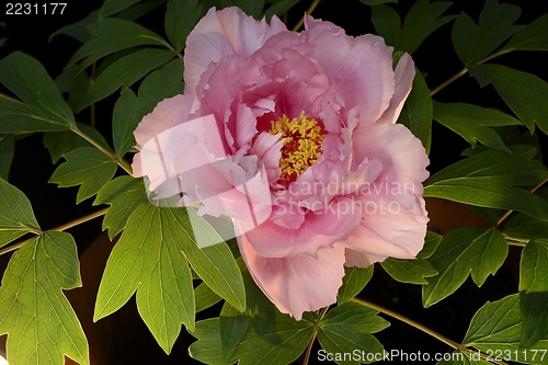 Image of pink peony