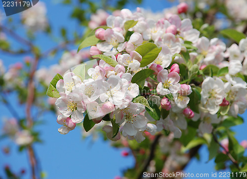 Image of Closeup of a cluster of crab apple blossom