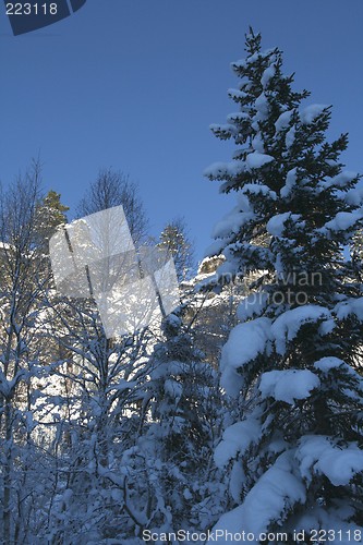 Image of Winter trees