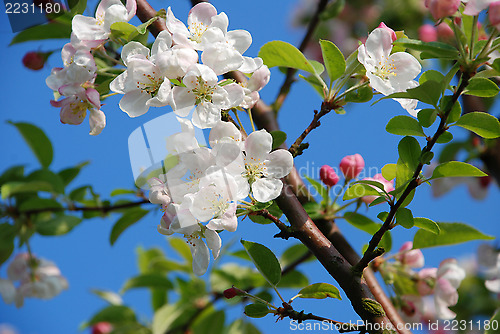 Image of Delicate crab apple blossom on the branch