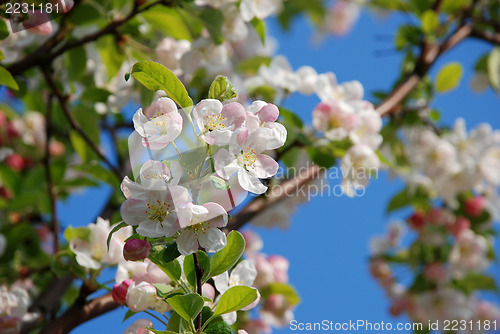 Image of Blossom on the branch of a crab apple tree 