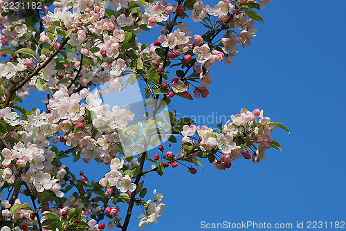 Image of Crab apple tree blossoming in spring