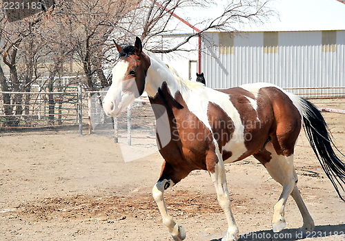 Image of Horse on ranch.