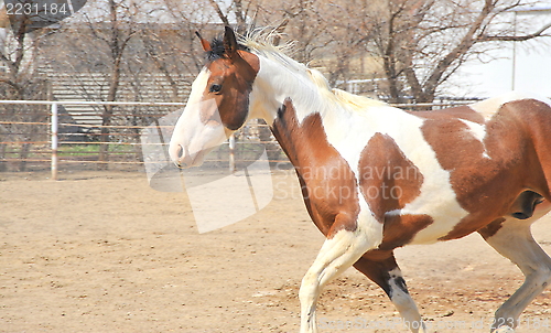 Image of Horse on ranch.