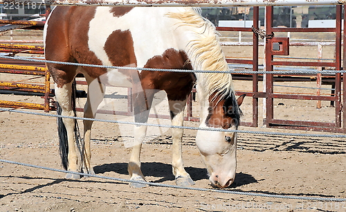 Image of Horse on ranch.