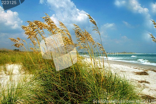 Image of seagrass along beach front