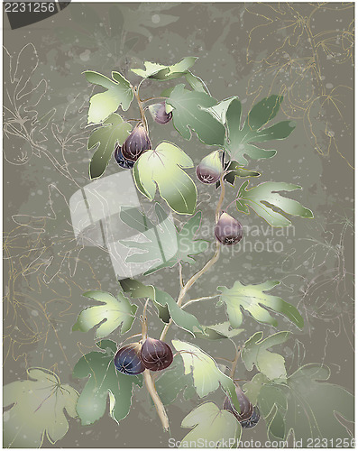 Image of Detailed image of a bunch of figs on a tree. Figs in a fig tree.