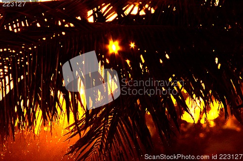 Image of palm tree close up