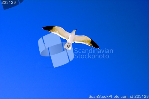 Image of close up of seagull flying