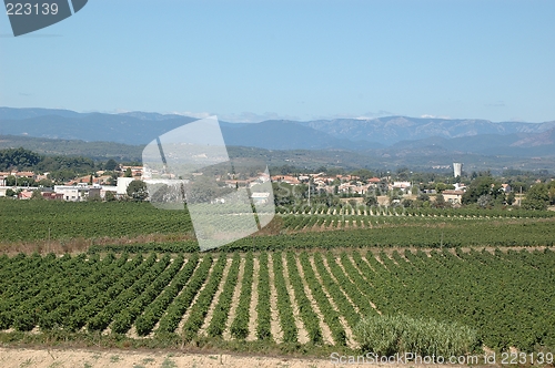 Image of Grapefields Languedoc France