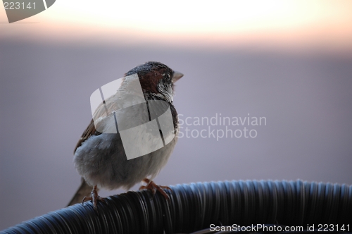 Image of sparrow