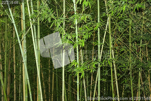 Image of Bamboo