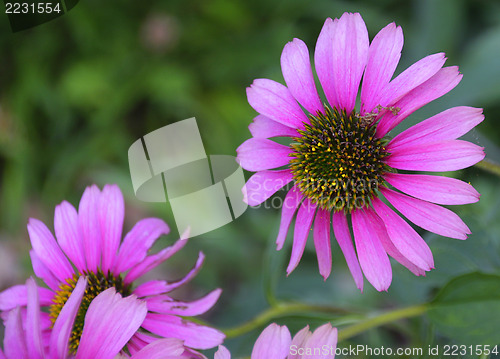 Image of Purple Echinacea