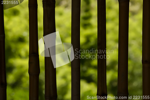 Image of Bamboo