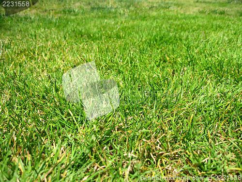Image of Green grass