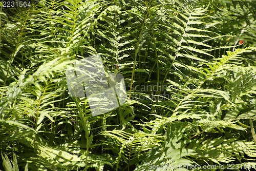 Image of Green fern